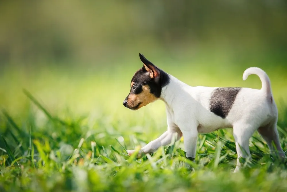 Taco Terrier